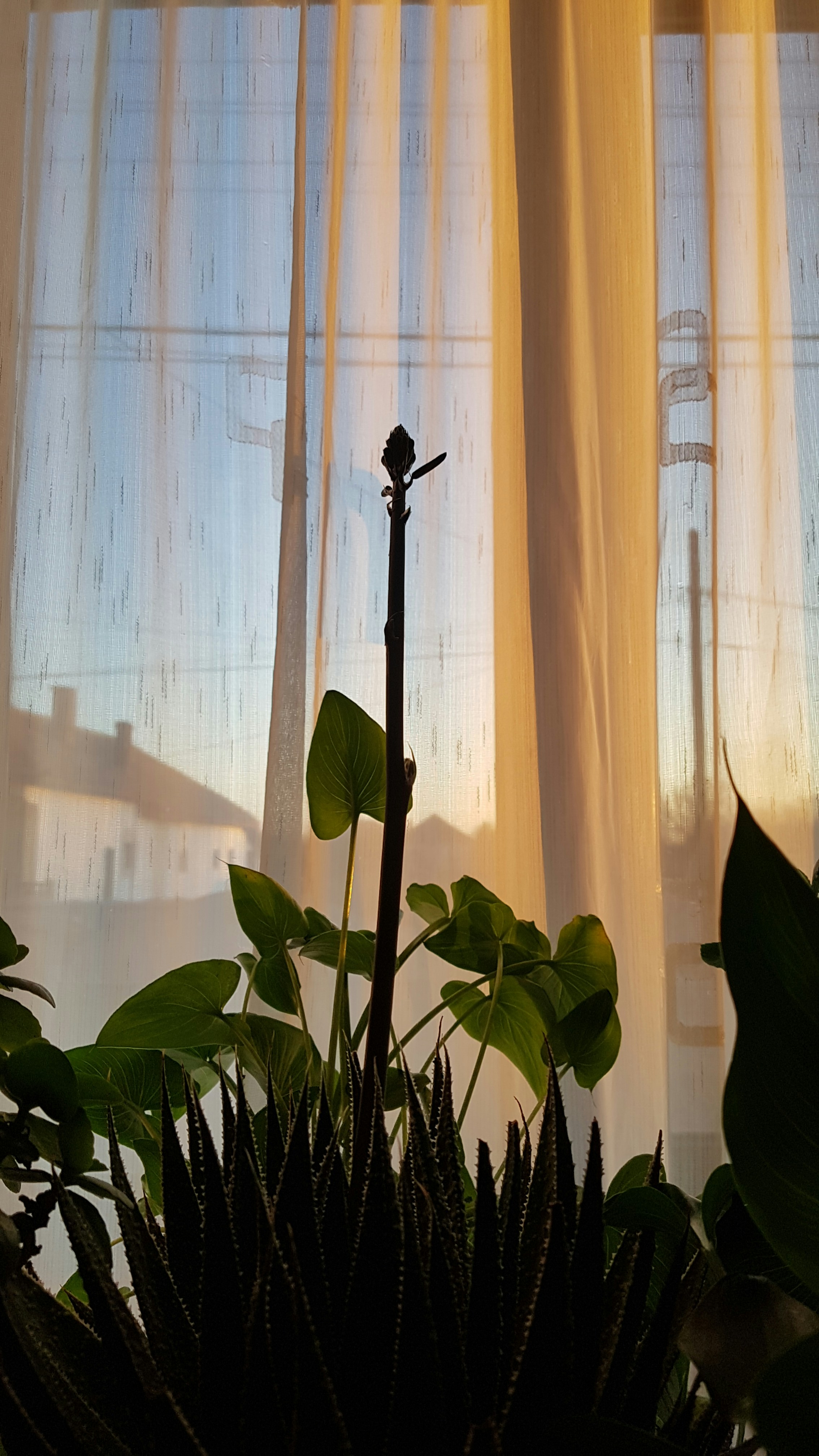 Stylish Indoor & Outdoor Shades