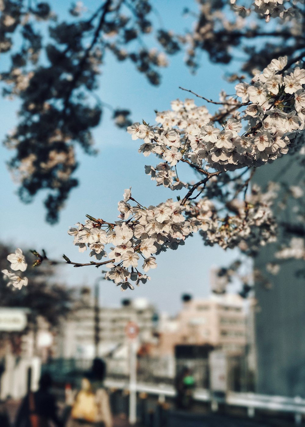 white cherry blossom in selective focus photography