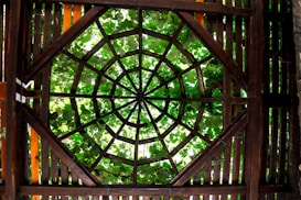 A wooden pergola roof with a geometric, web-like pattern allows sunlight to filter through. Green leaves of vines can be seen growing above and around the structure, casting shadows and creating a natural canopy.