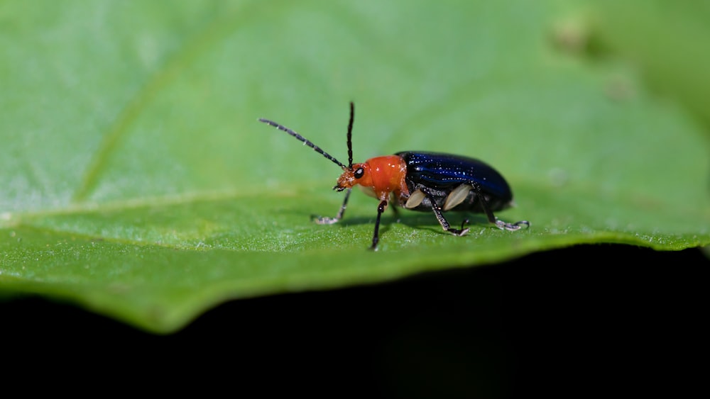 red and black beetle on green leaf