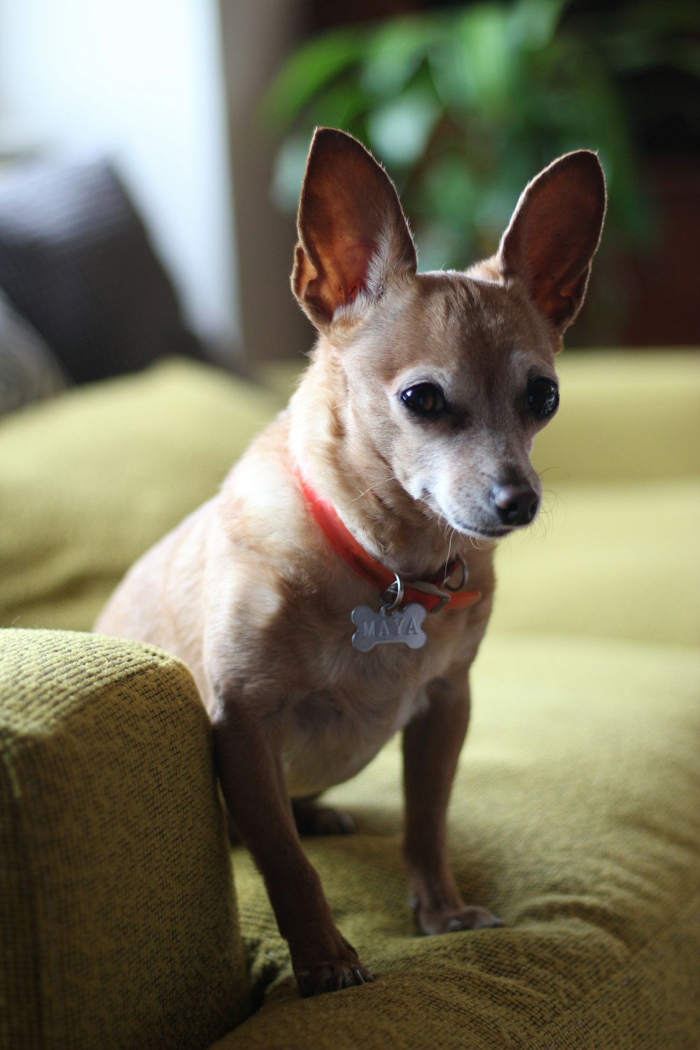Chihuahua marrón sentado en sofá amarillo