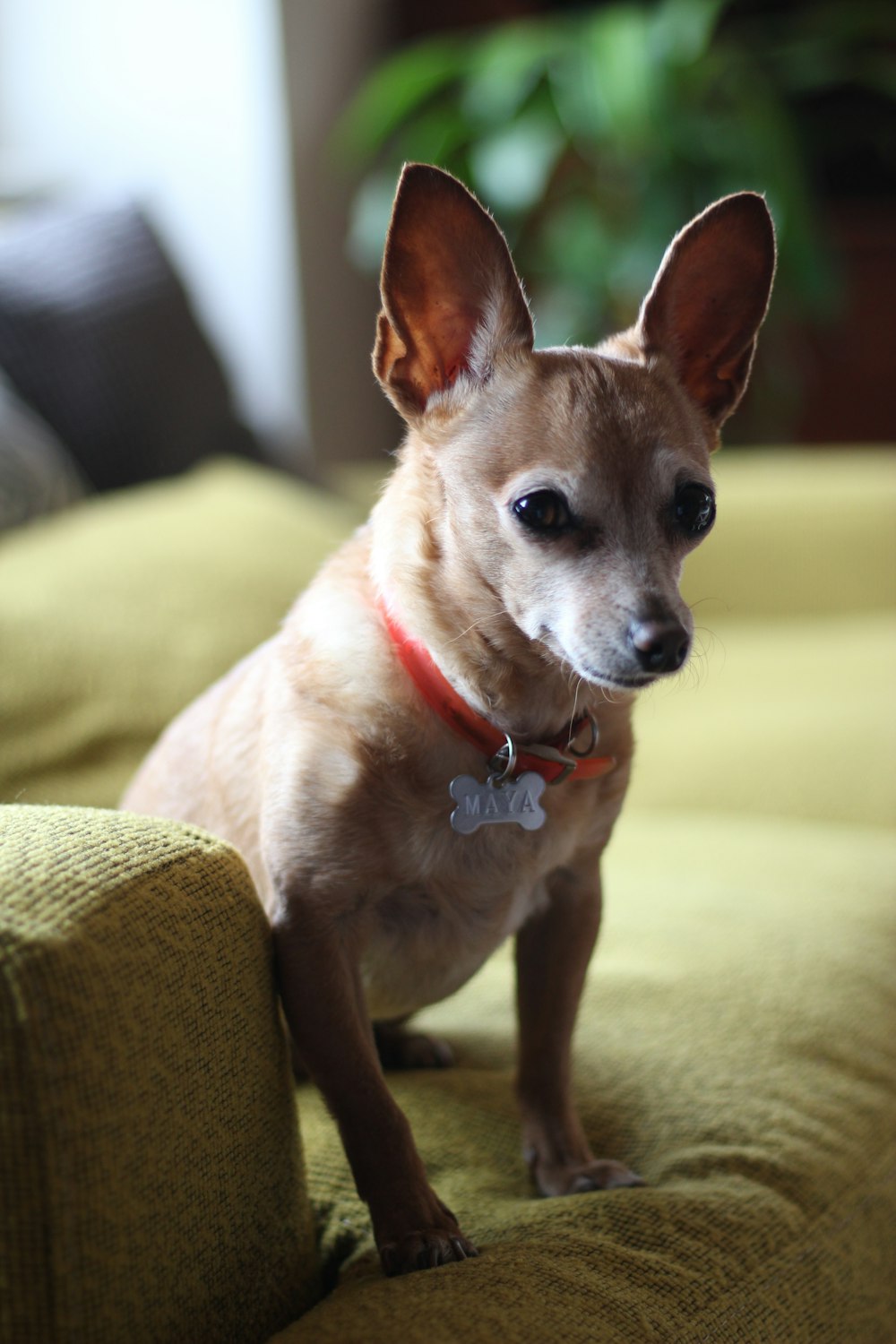 brown chihuahua sitting on yellow sofa