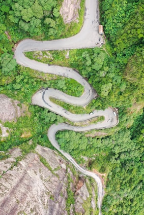 white and green plant on brown rock