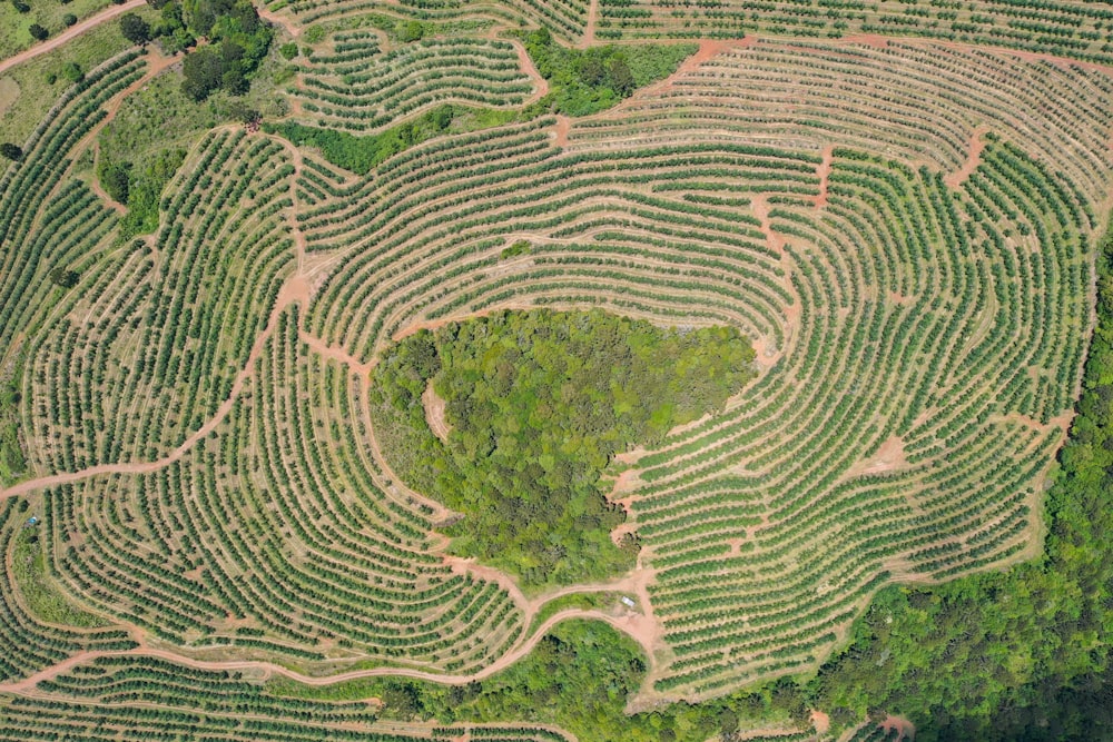 aerial view of green trees