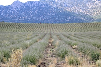 Rows of lush lavender plants stretch across a hillside with a mountainous backdrop. Tiny figures are visible in the distance, suggesting a vast landscape.