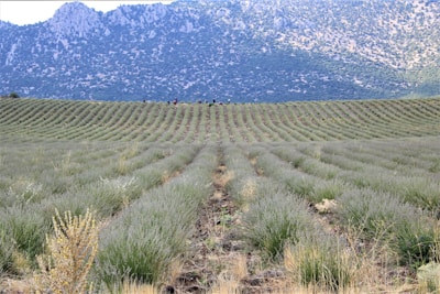 Rows of lush lavender plants stretch across a hillside with a mountainous backdrop. Tiny figures are visible in the distance, suggesting a vast landscape.