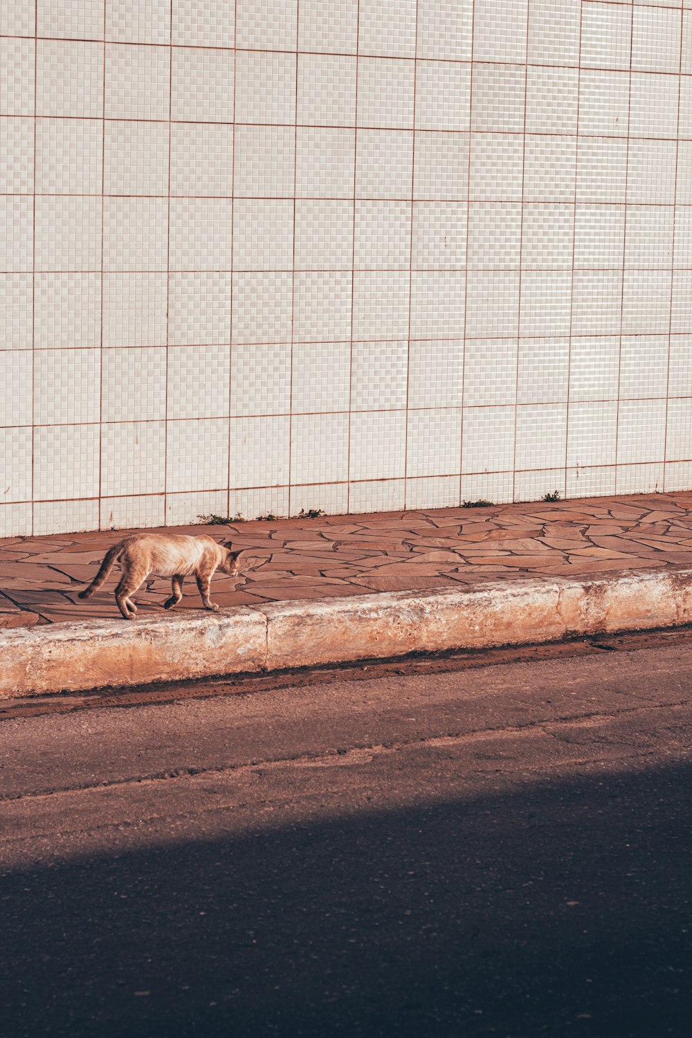 brown short coated dog on brown concrete floor