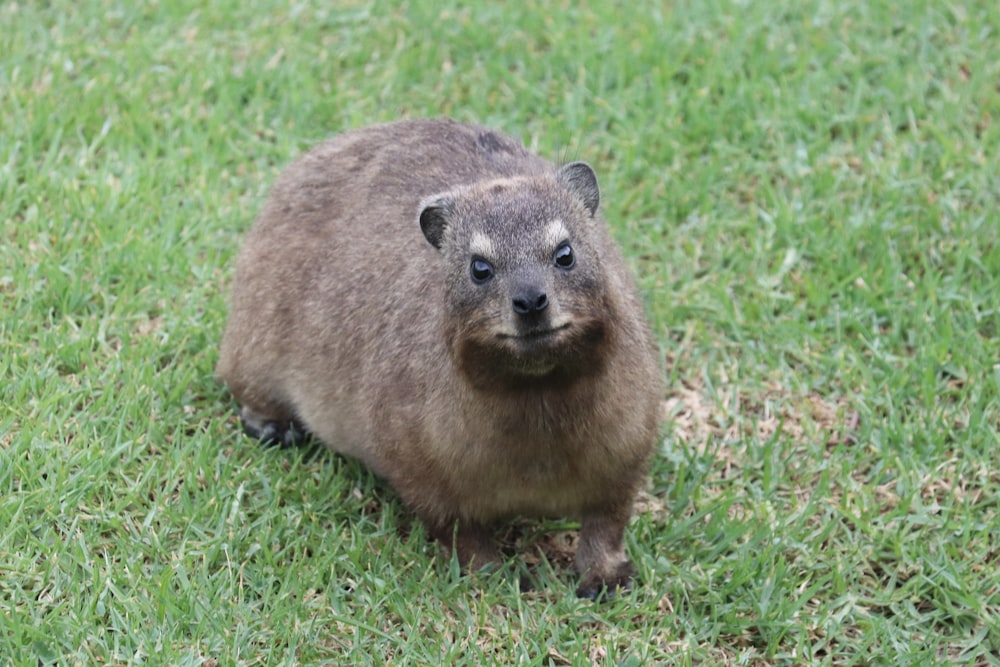 brown rodent on green grass during daytime