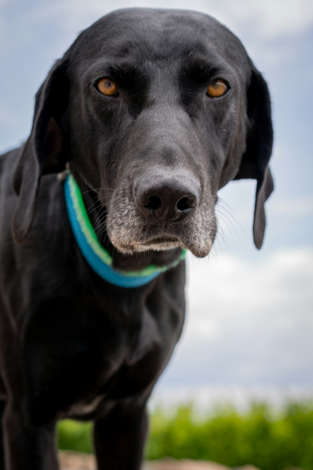 Schwarzer Labrador Retriever mit blauem Kragen