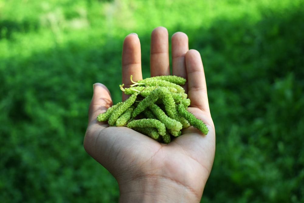 green leaf on persons hand