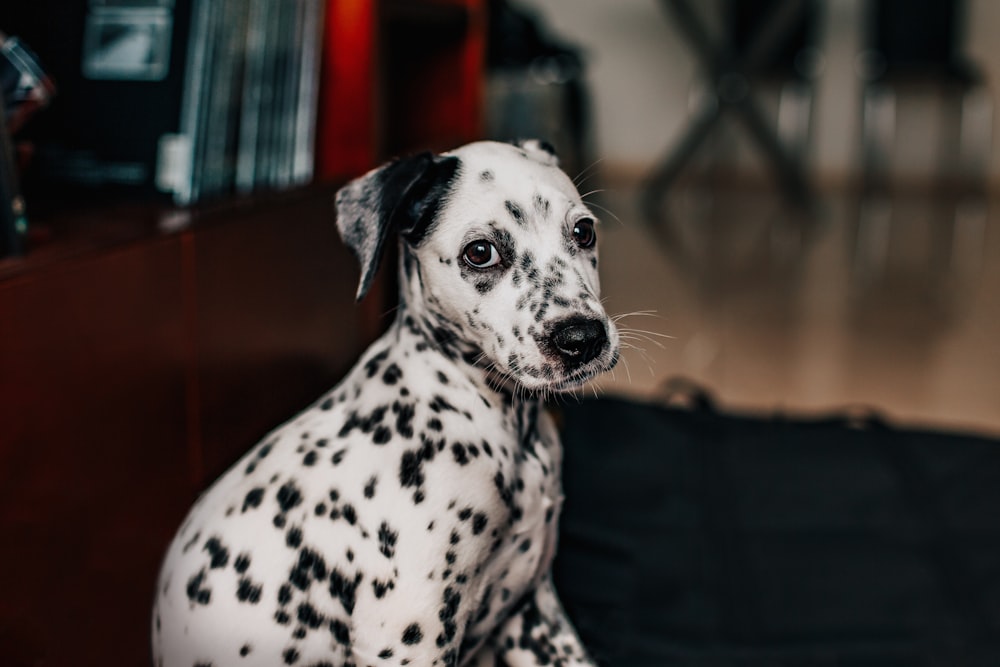 black and white dalmatian dog