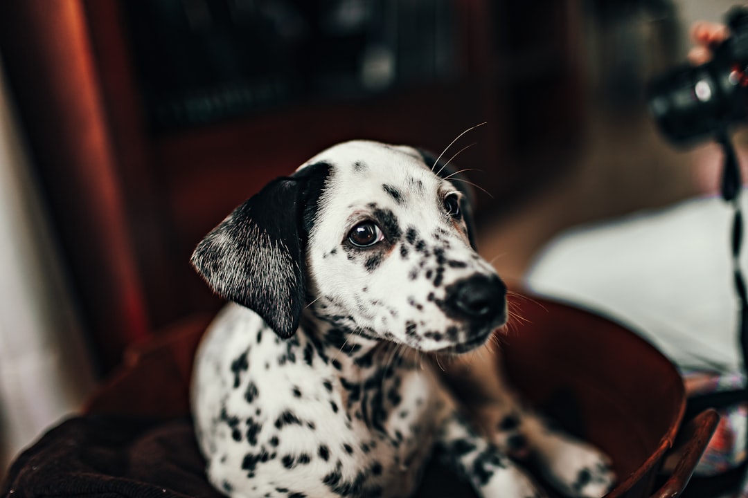 black and white dalmatian puppy
