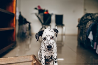 black and white dalmatian dog sitting on brown wooden stool