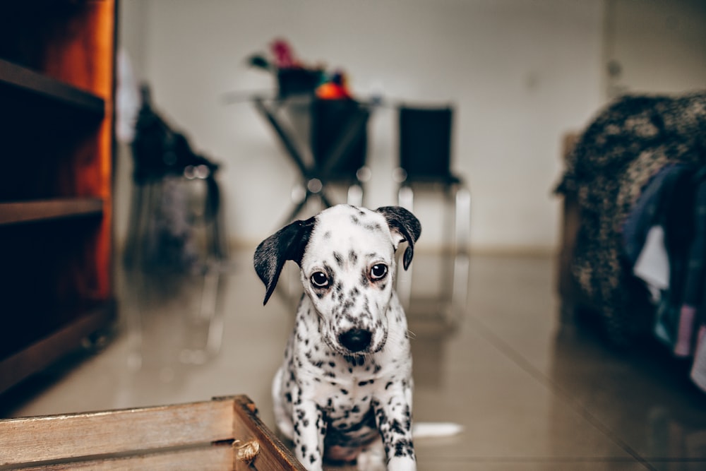 black and white dalmatian dog sitting on brown wooden stool