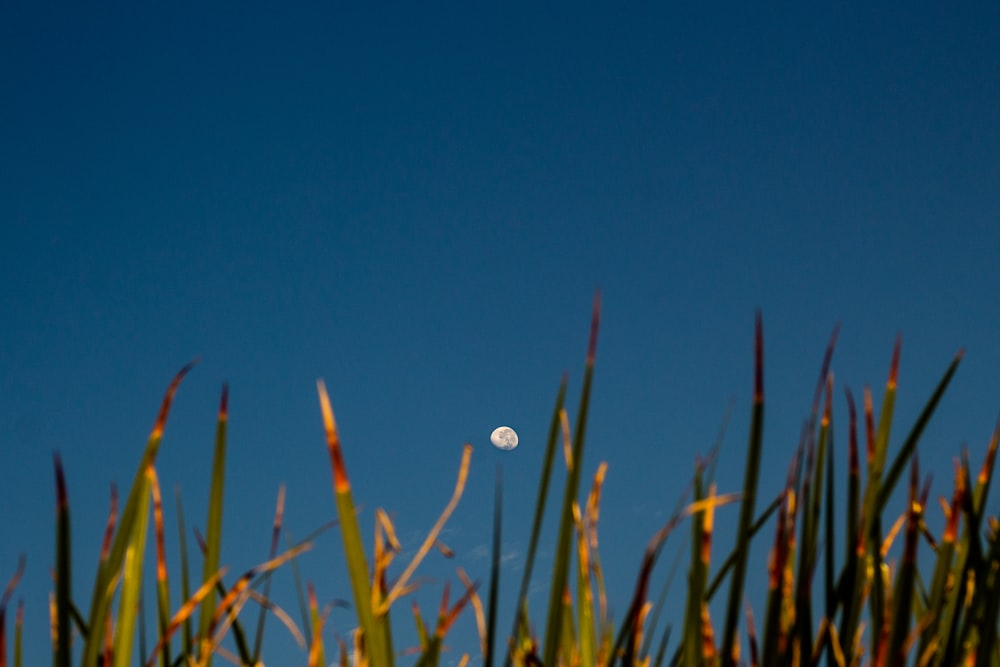 green grass under blue sky during daytime