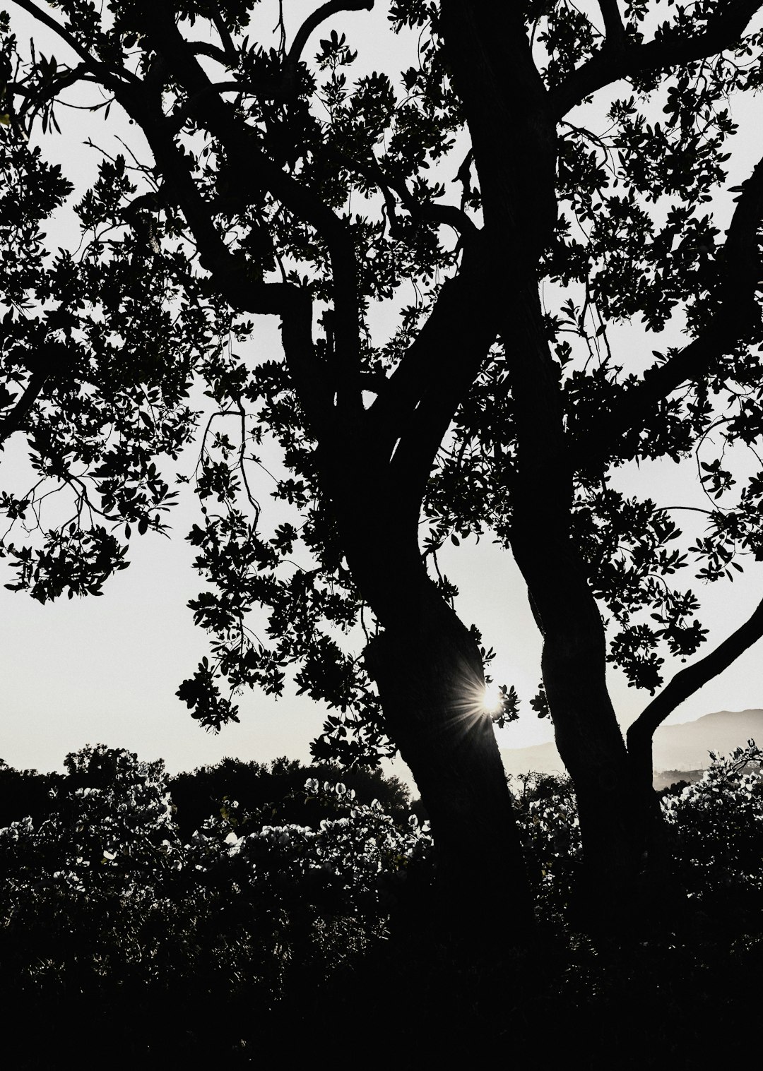 silhouette of tree during sunset