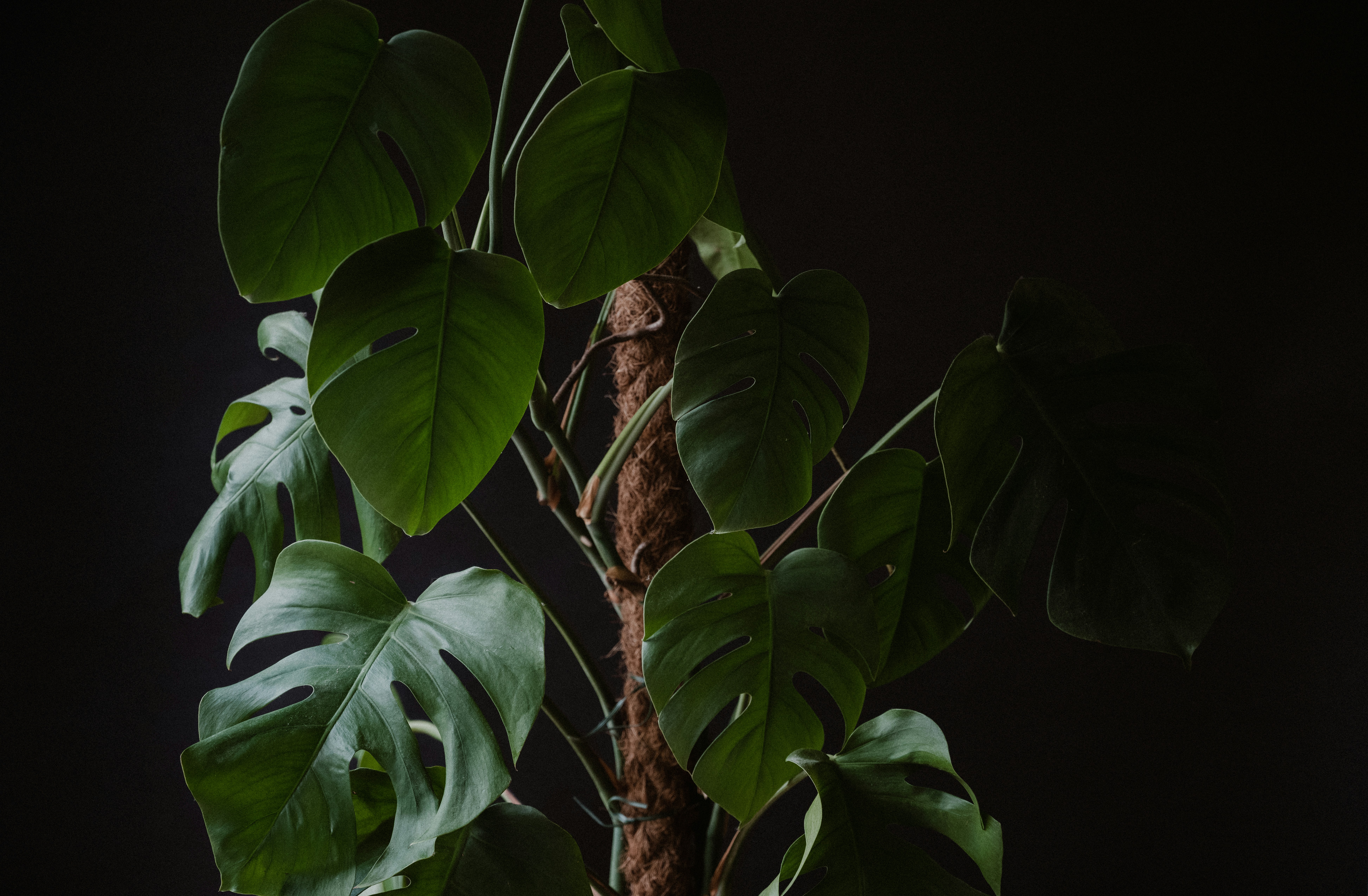 Photo by anniespratt