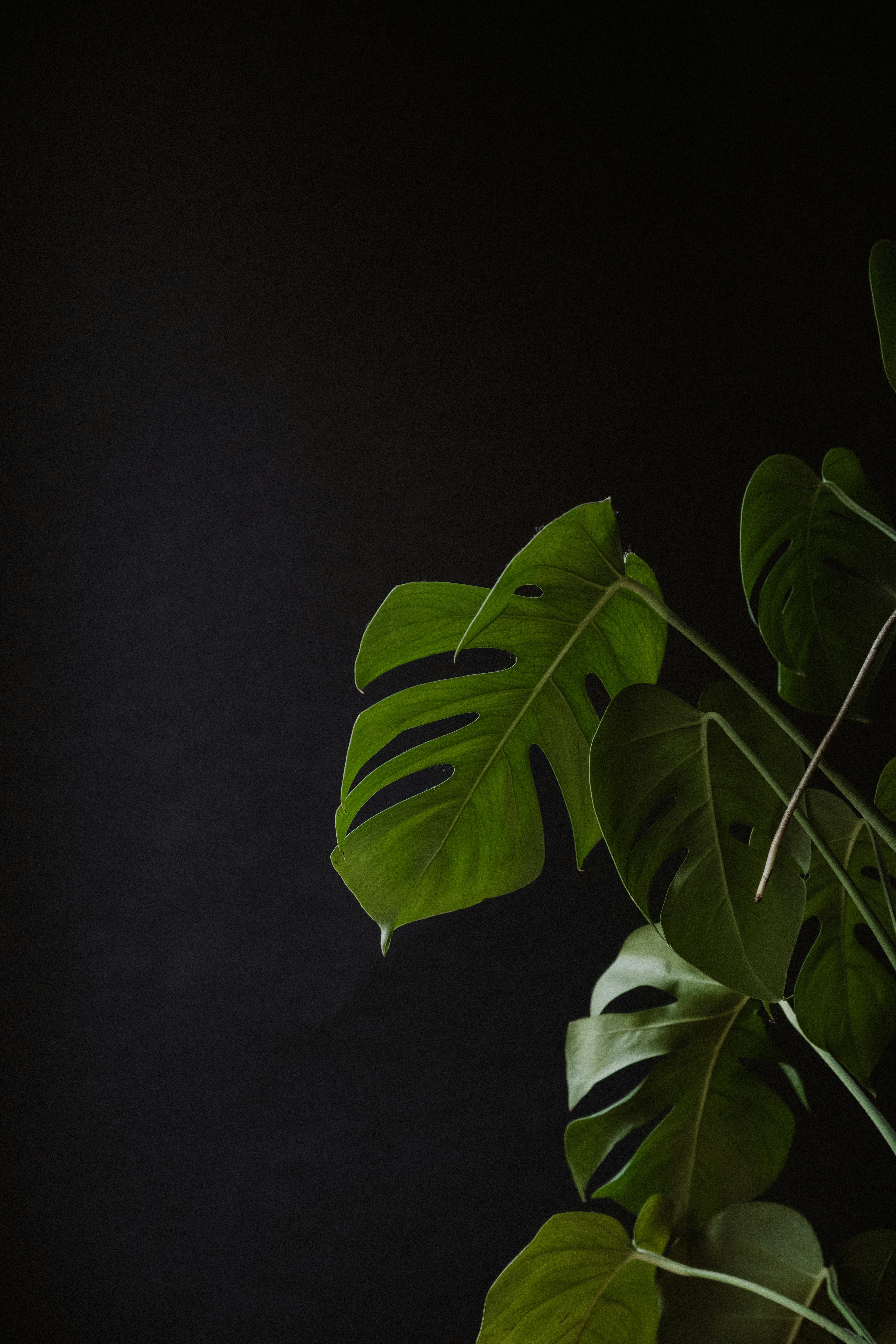 Photo by anniespratt