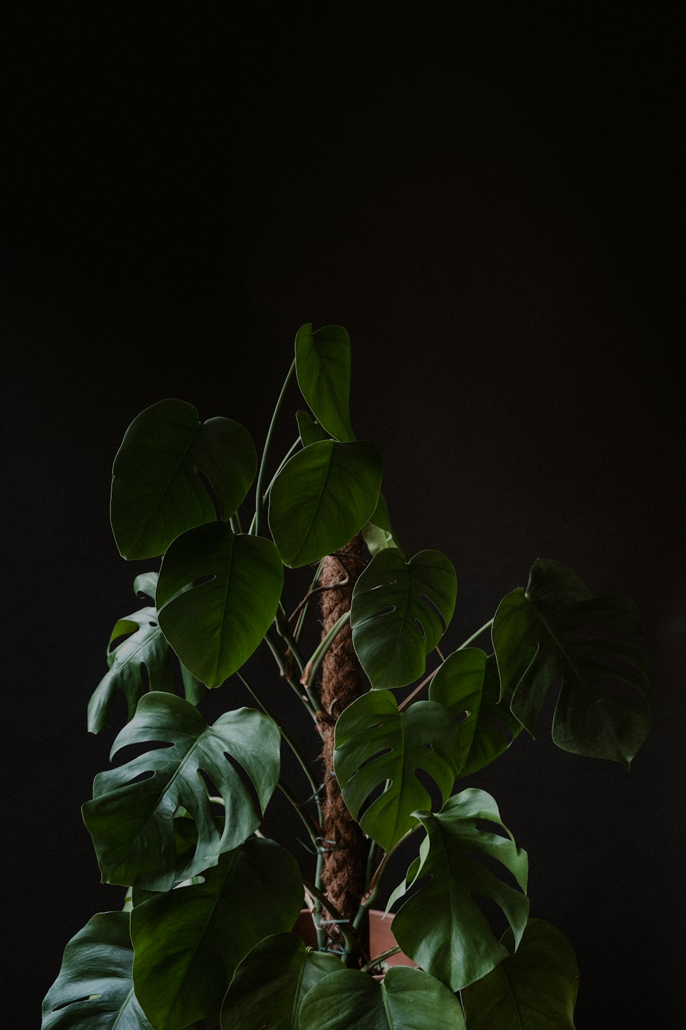 green leaves with black background