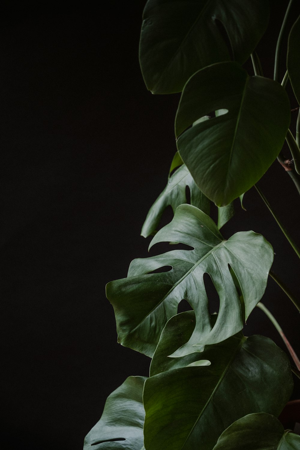 green leaves in black background