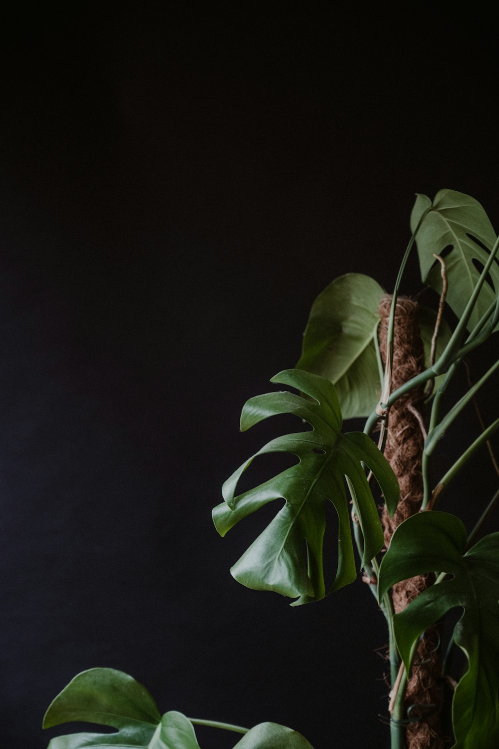 green leaves on brown tree branch