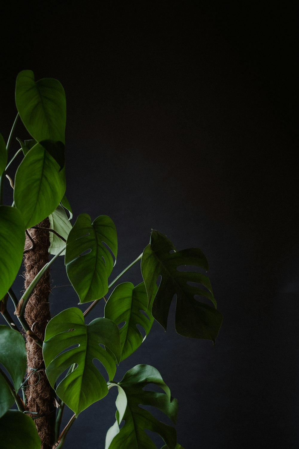 green leaves on black surface