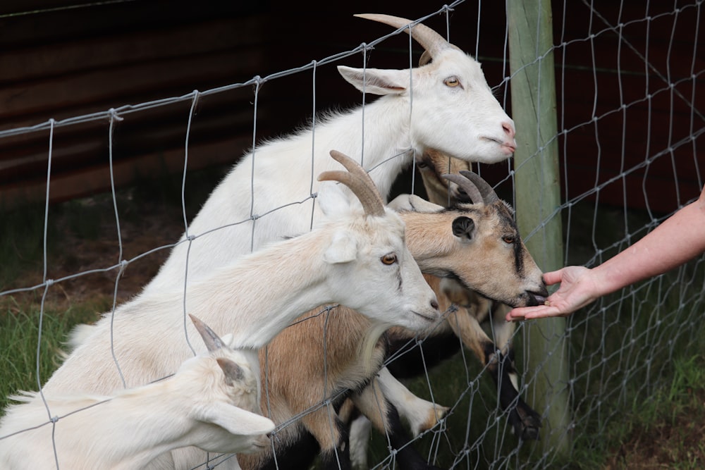 white and brown goat kid in cage