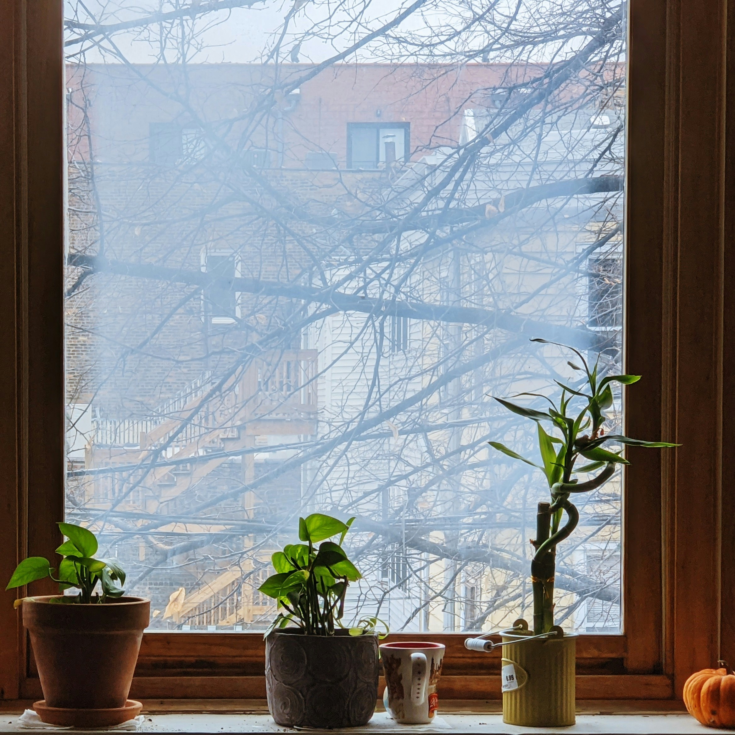 7 Natural Home Remedies Beginners Can Use to Improve Indoor Air Quality