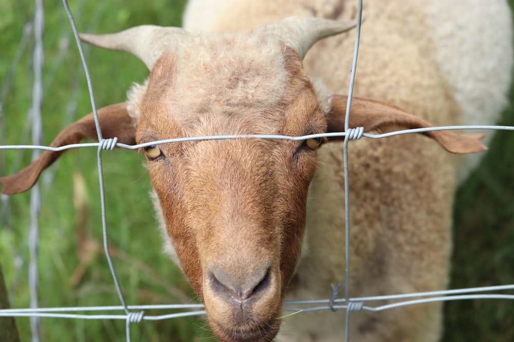 brown sheep on green metal fence during daytime