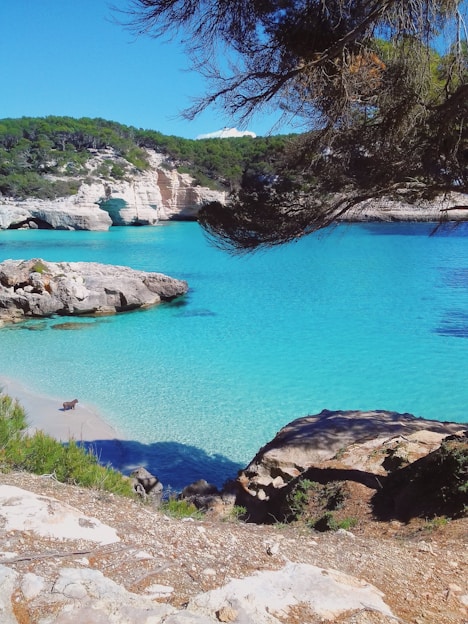 blue body of water near green trees during daytime