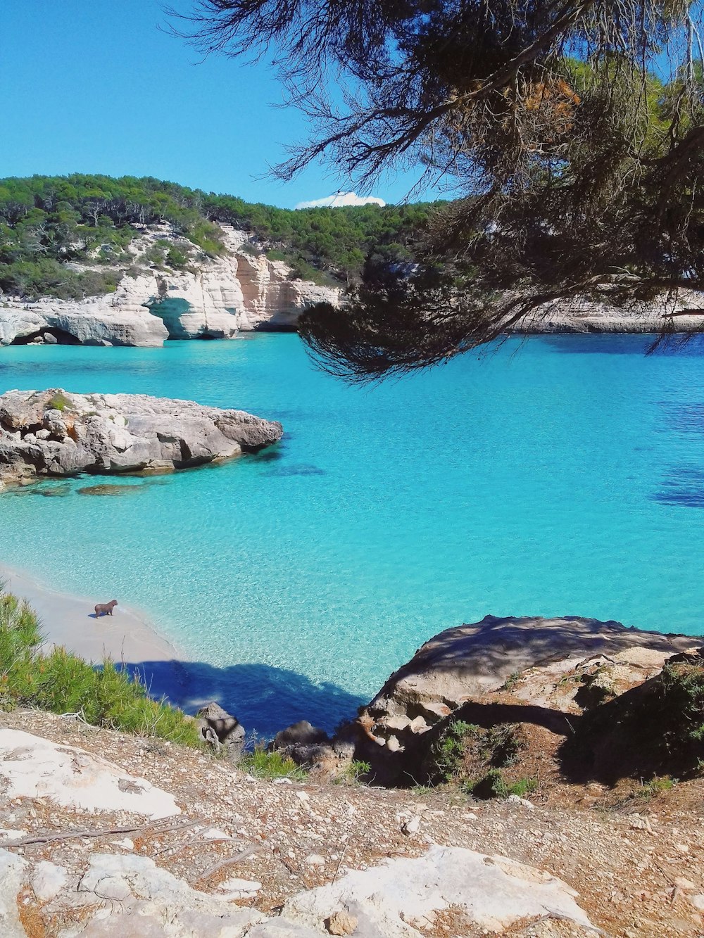 blue body of water near green trees during daytime