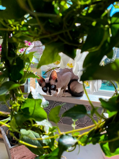 A hairless cat with bright blue eyes is sitting on a windowsill, surrounded by greenery and flowers. The cat appears to be curiously looking at the camera. The scene is set in a bright, sunlit room with a window in the background, adding a fresh and natural ambiance.
