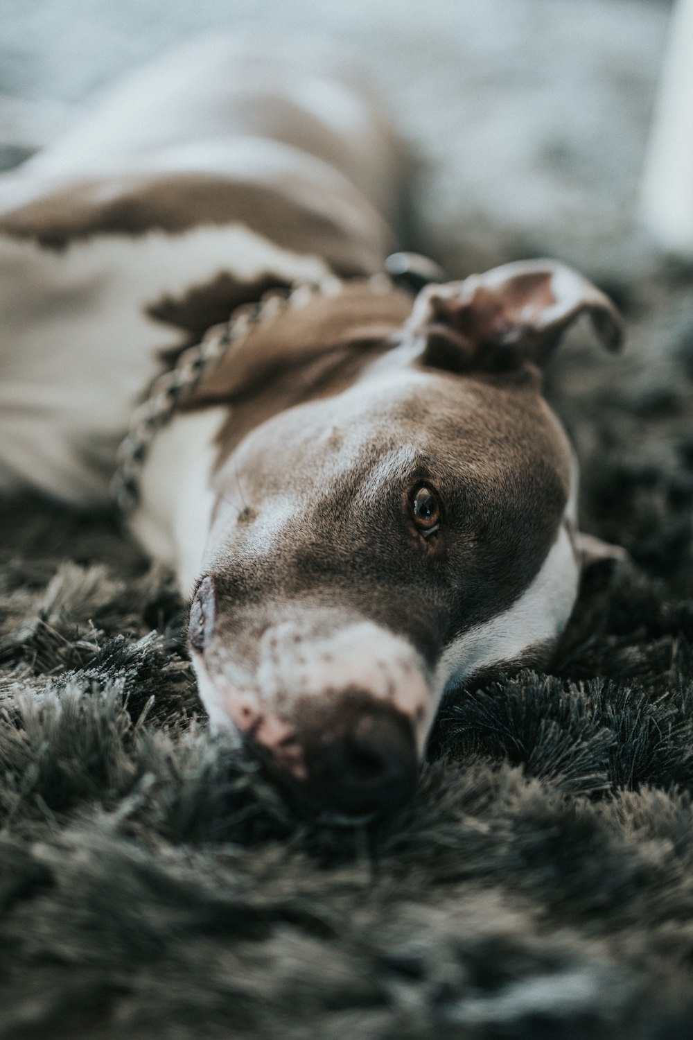 brown and white short coated dog lying on black and white textile