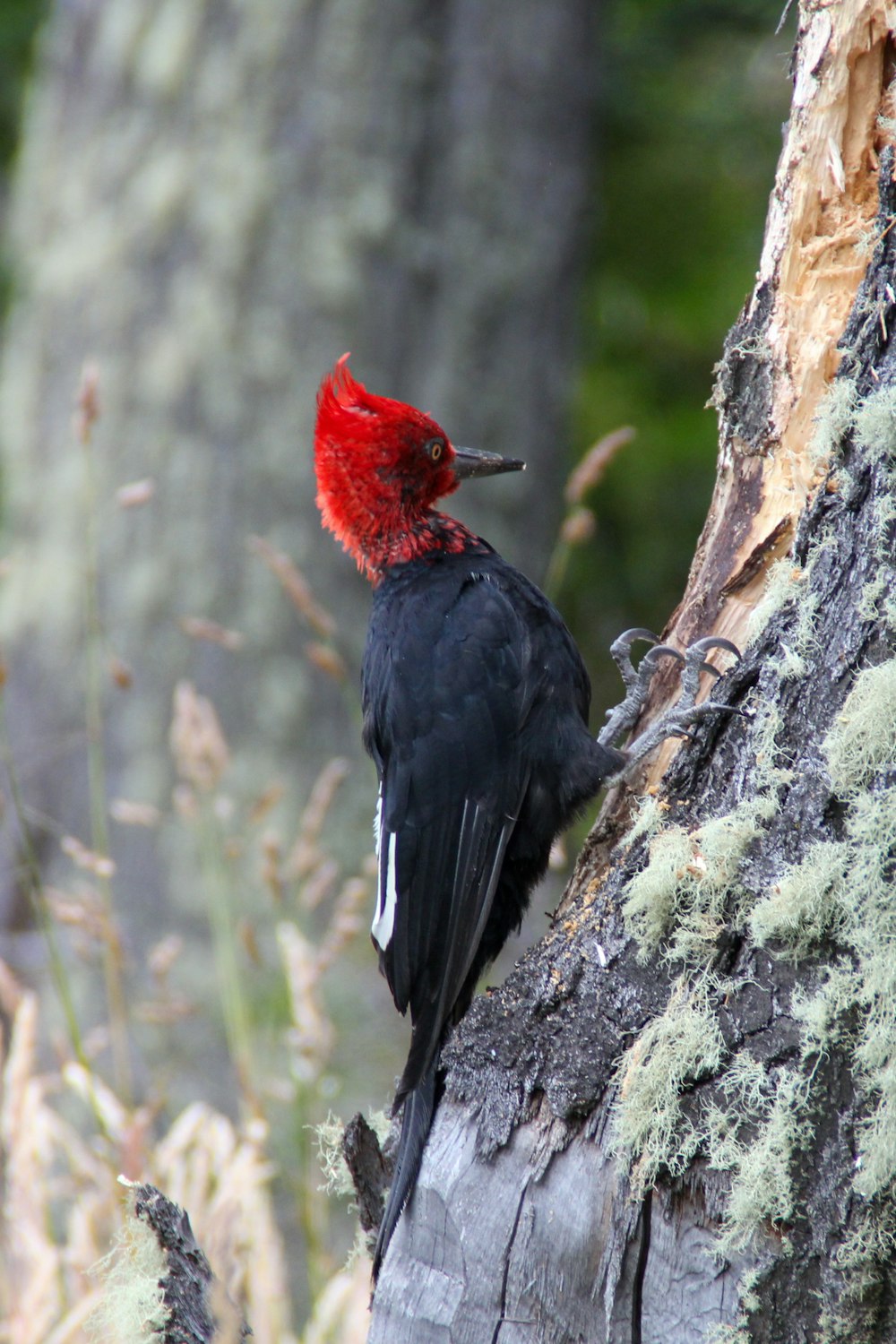 uccello nero e rosso sul ramo dell'albero durante il giorno
