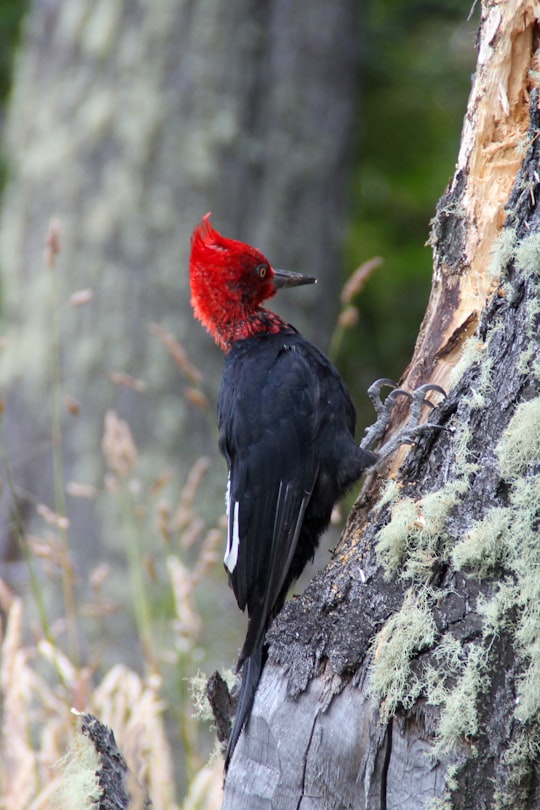 black and red bird on tree branch during daytime in El Calafate Argentina