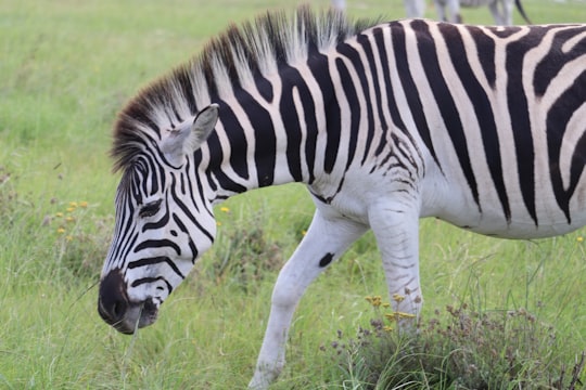 zebra eating grass during daytime in Knysna South Africa