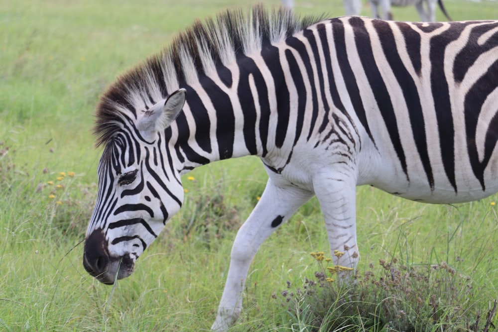 zebra eating grass during daytime