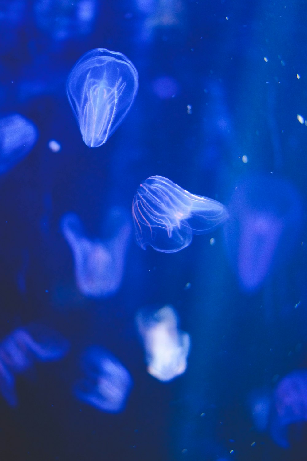 blue and white jellyfish in water