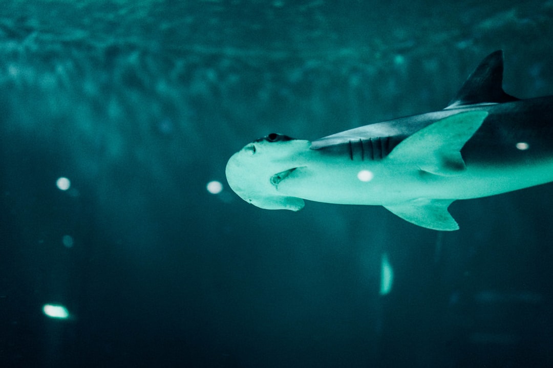 Photo de requin-marteau par Romain HUNEAU