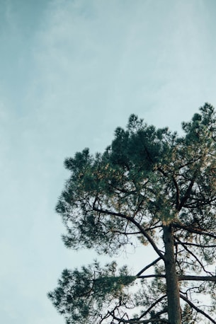 green tree under white sky
