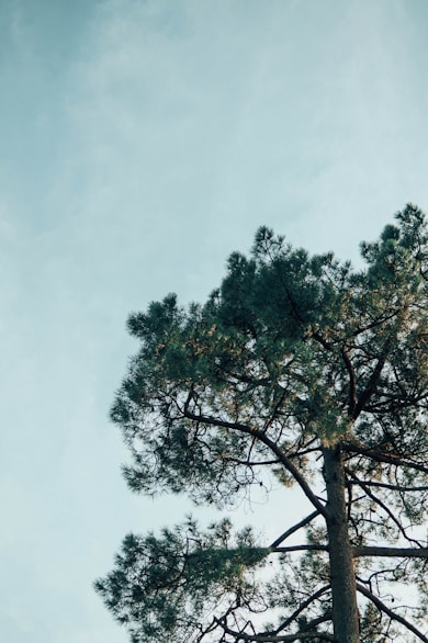 green tree under white sky