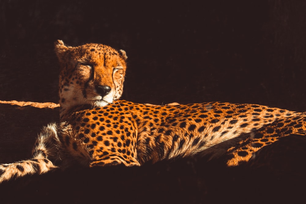 brown and black cheetah illustration