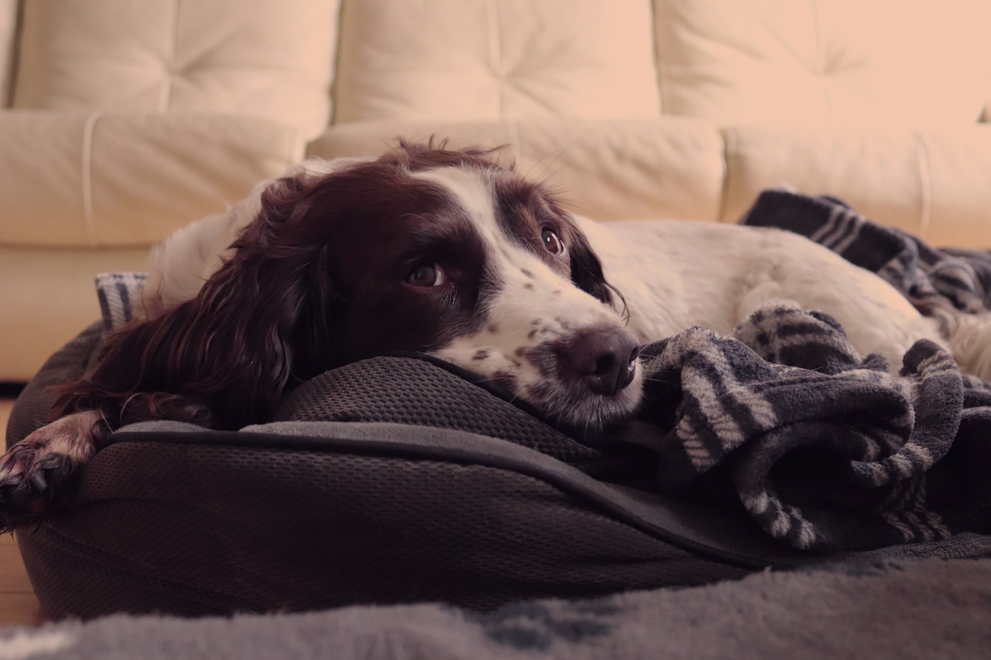 brown and white short coated Springer Spaniel dog on white bed