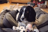 A black and white dog is comfortably lying in a plush gray bed, surrounded by scattered toys. The room has a warm, cozy feel with wooden flooring and furniture in the background.
