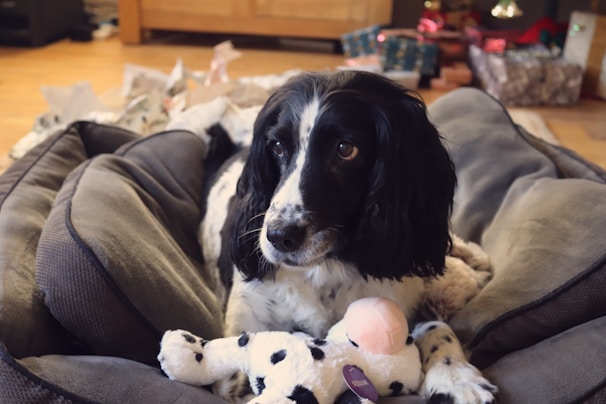 A black and white dog is comfortably lying in a plush gray bed, surrounded by scattered toys. The room has a warm, cozy feel with wooden flooring and furniture in the background.