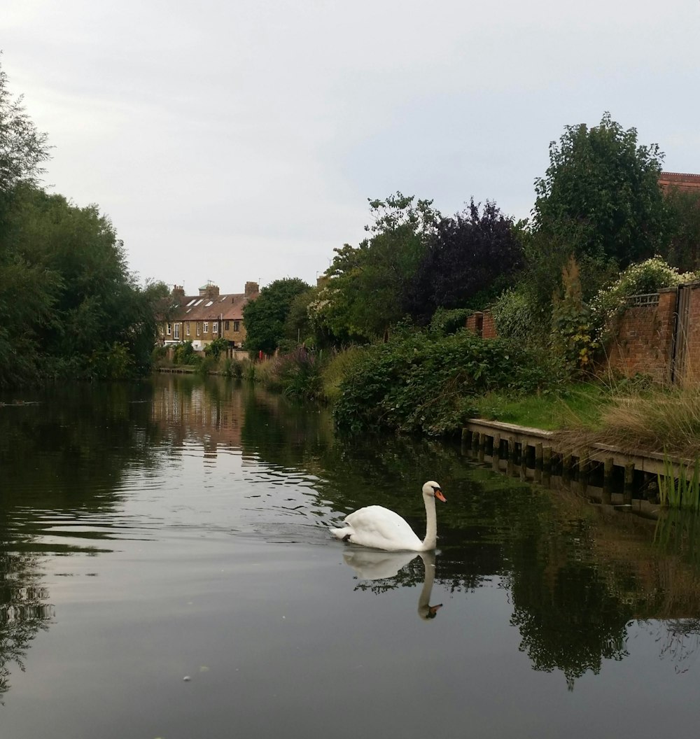 white swan on river near green trees during daytime