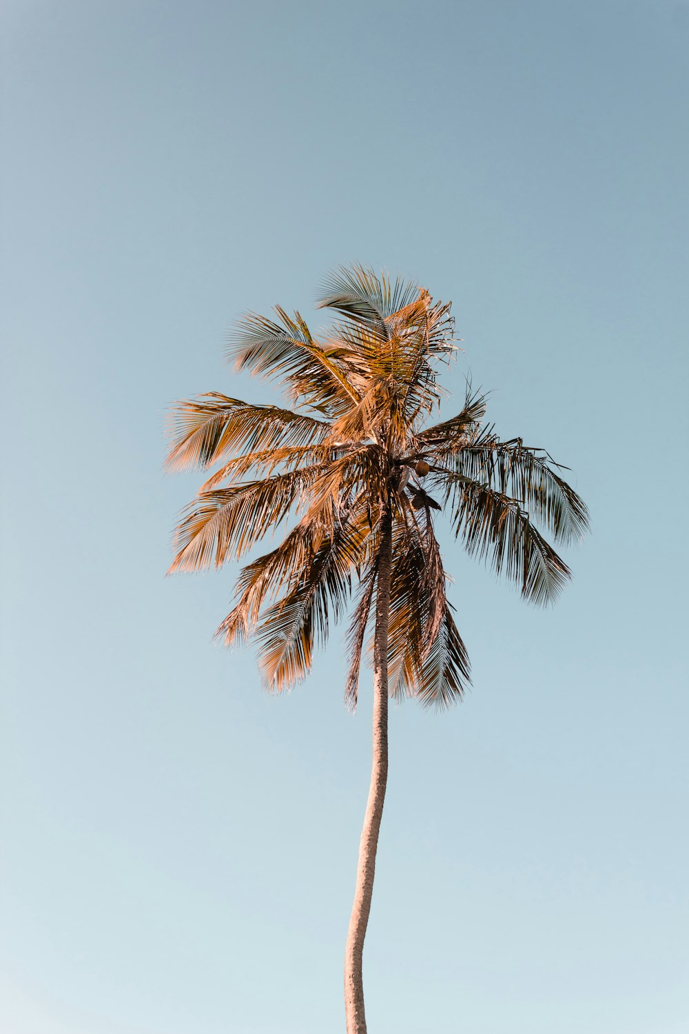 a palm tree with a blue sky in the background