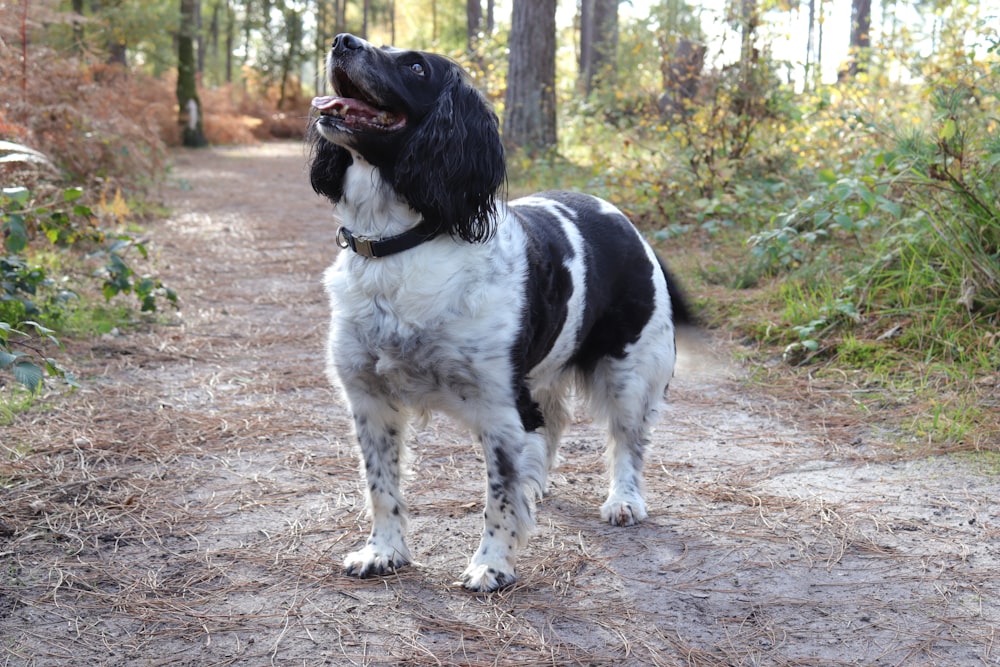 cane medio a pelo corto bianco e nero in piedi su terra marrone durante il giorno