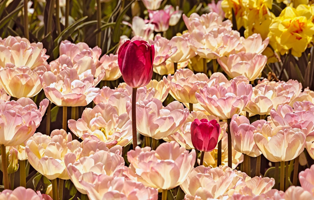 pink flowers with green leaves