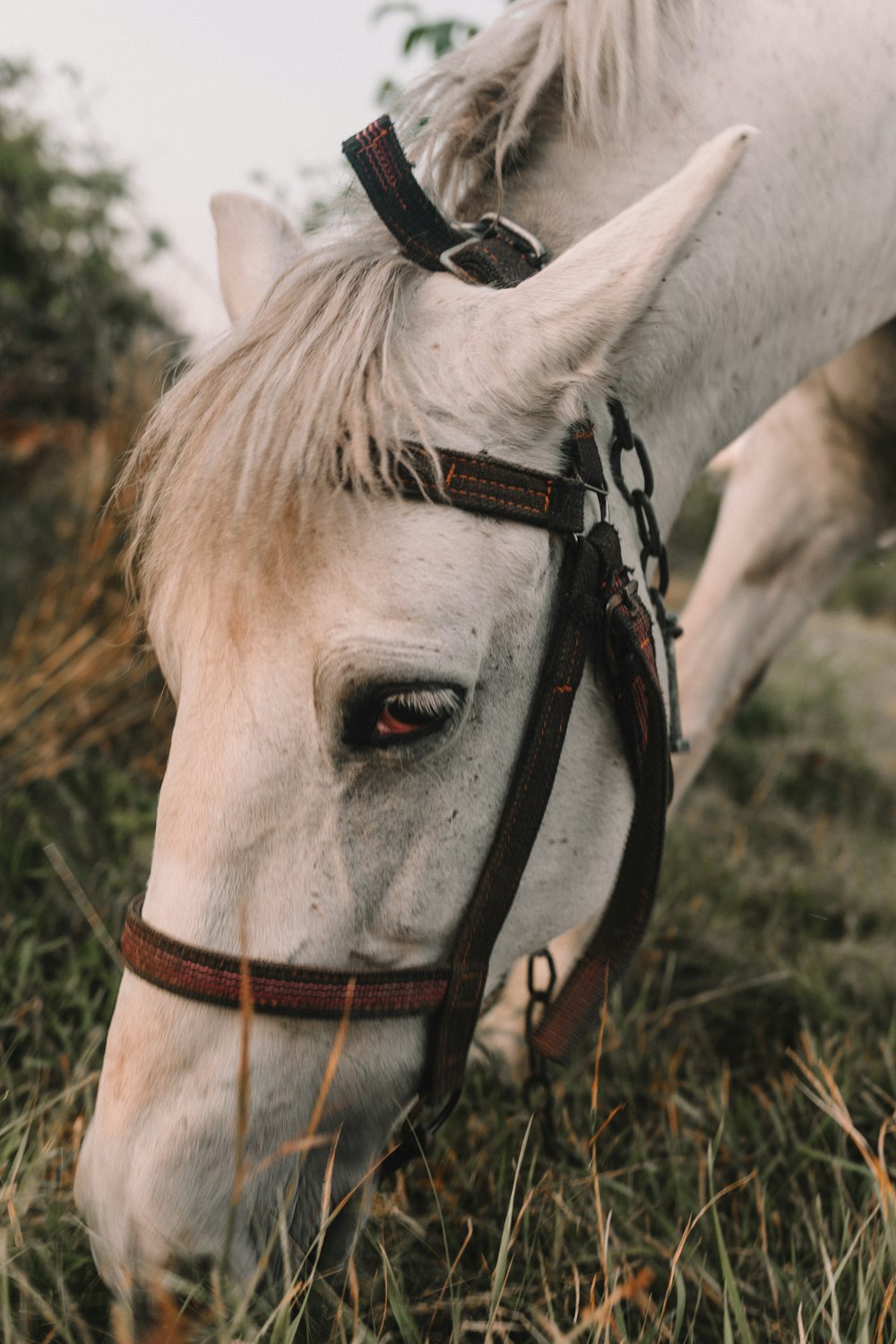 white horse with red leather strap on head